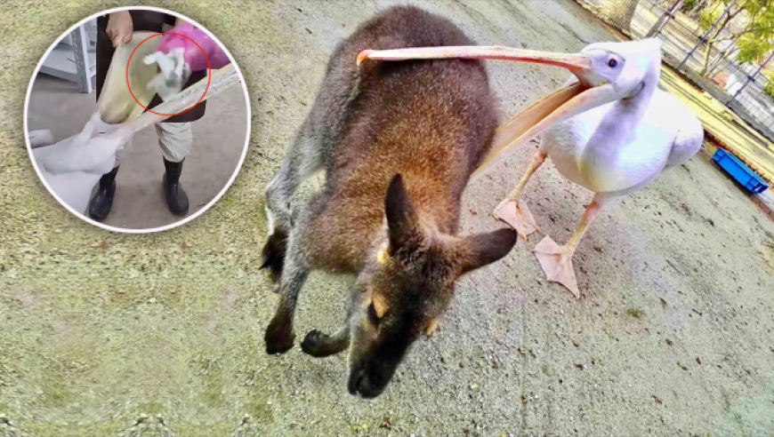 新澳门开彩高手猛科免费料大全,SpaceX载人绕地球两极飞行任务结束,决策资料解释落实_精简版V2.86